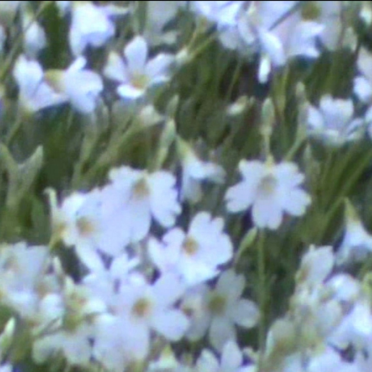 flora cover