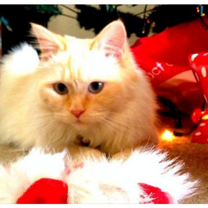 Wellingtons Christmas Cheer cover