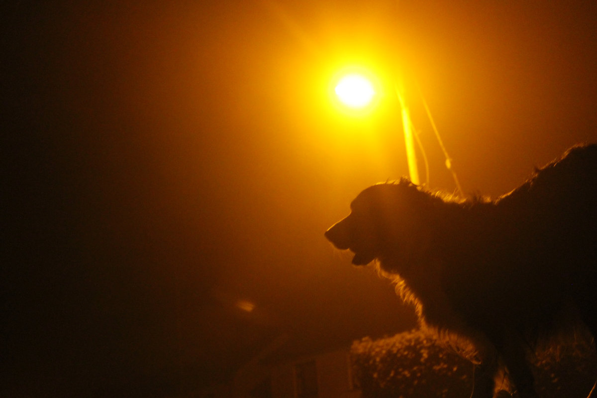 Following a fox at night cover