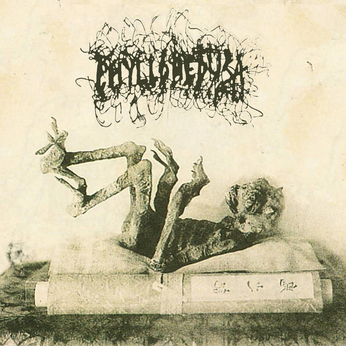Wax Poetic | Phyllomedusa Wax Poetic | Phyllomedusa
