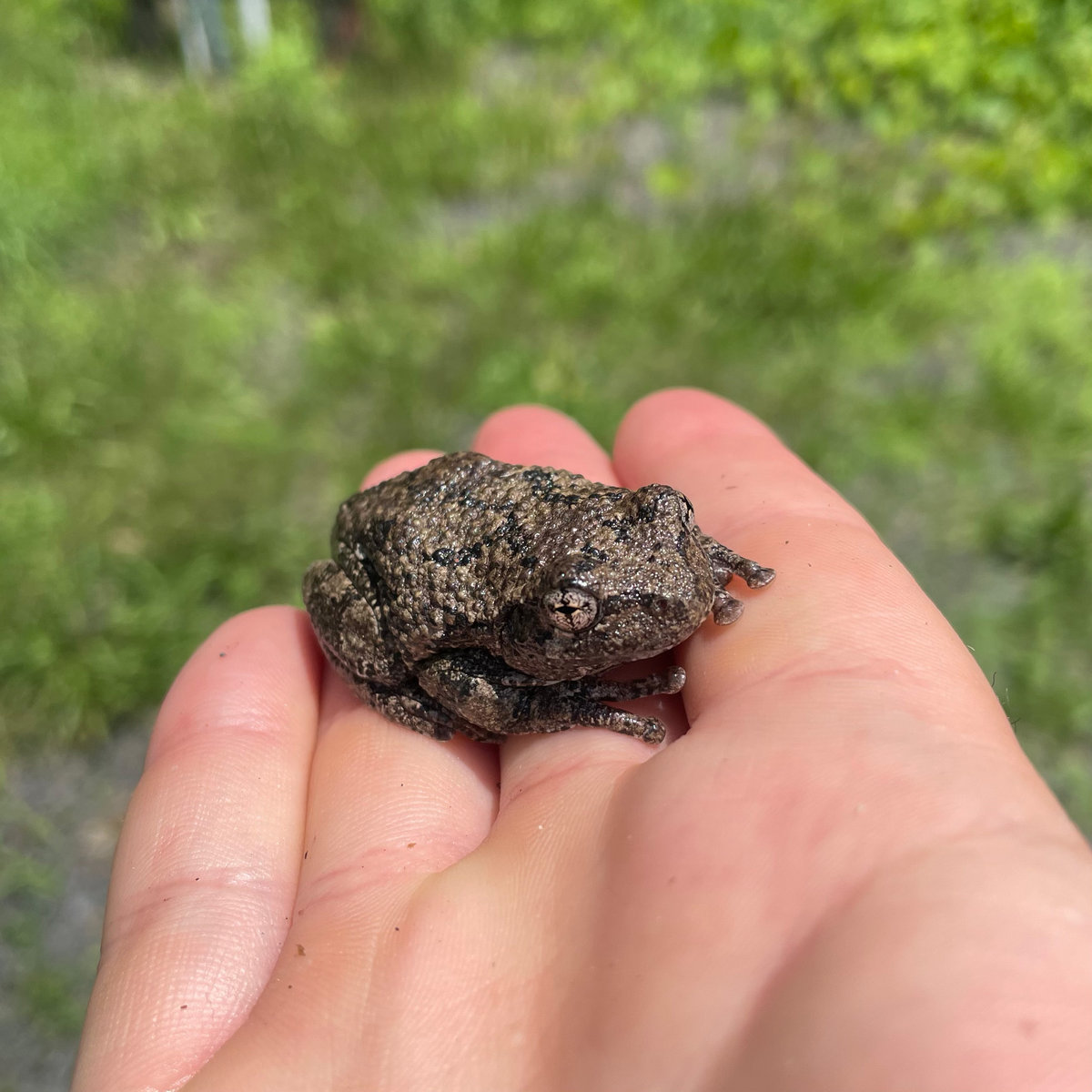 a beautiful gray tree frog sits apprehensively in an open palm held above a green field