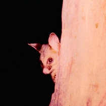 Panther Heart Movie cover art