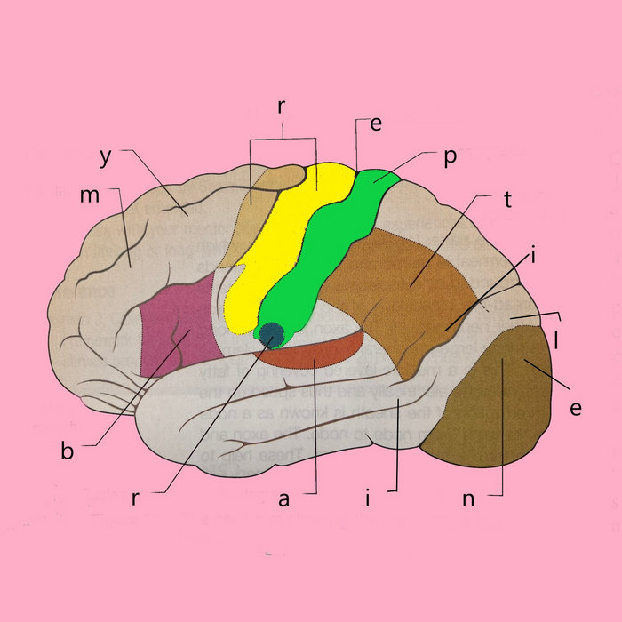 My Reptile Brain | Bunkhouse