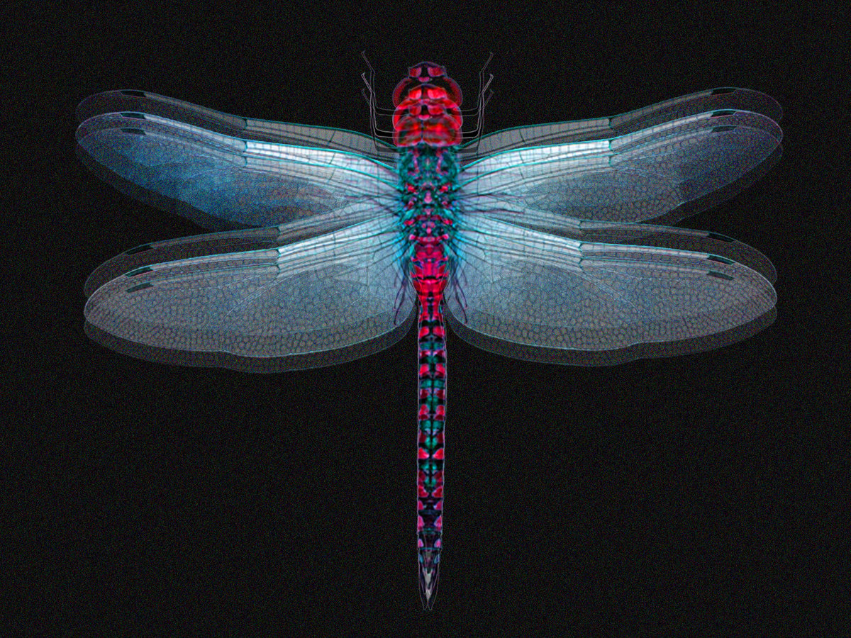 OH MY DRAGONFLY | Oh My Dragonfly