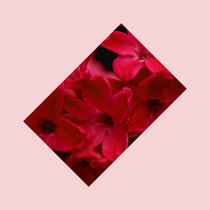 Florescence (FIRST DRAFT) cover art