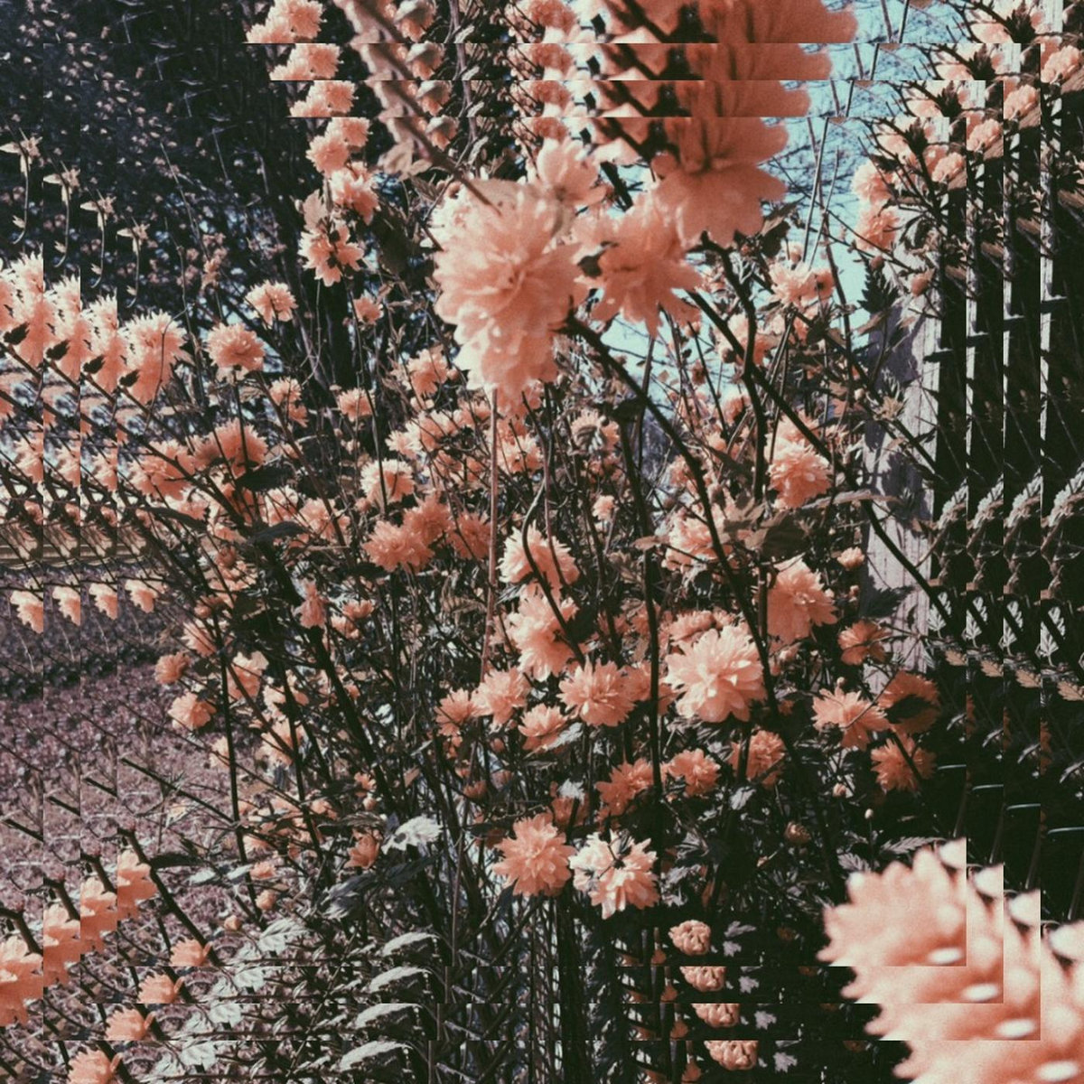 Dazed Days | Alfie Templeman