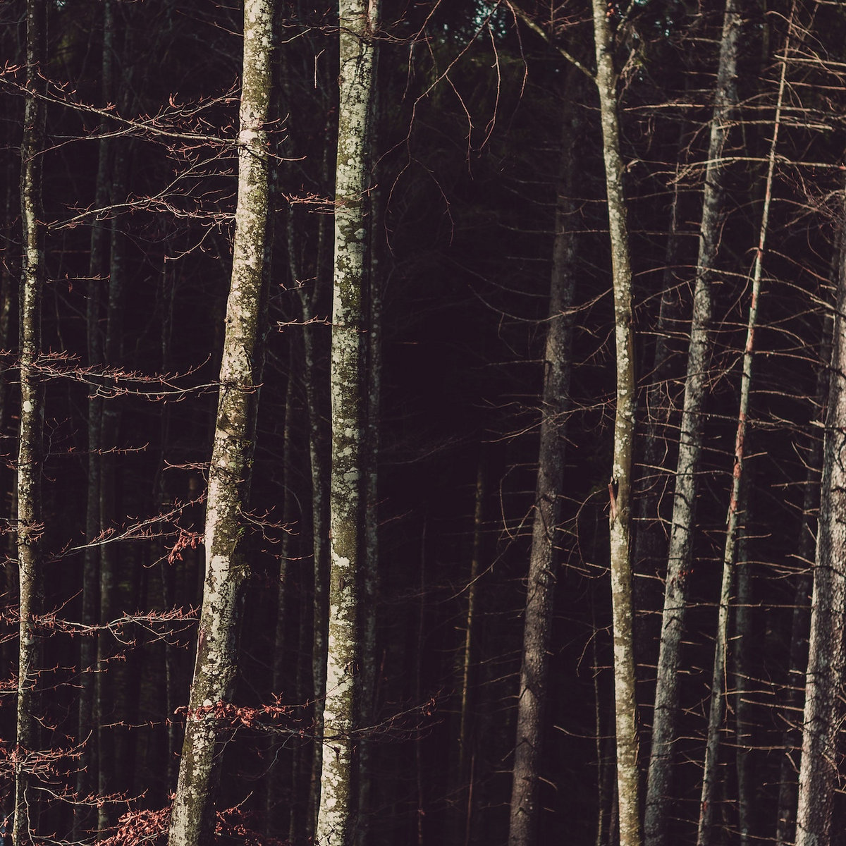 A Light in the Woods cover