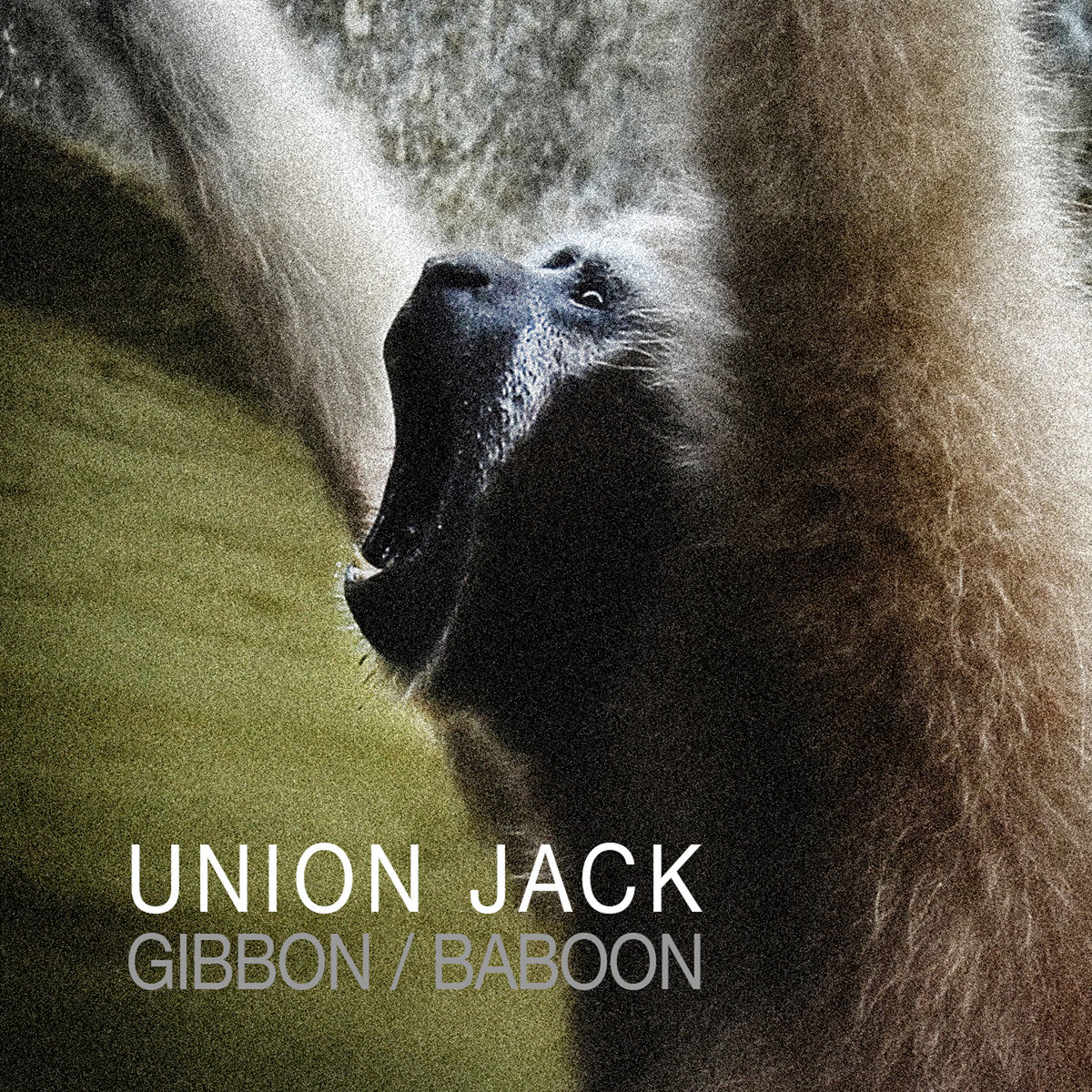 Gibbon Baboon Union Jack