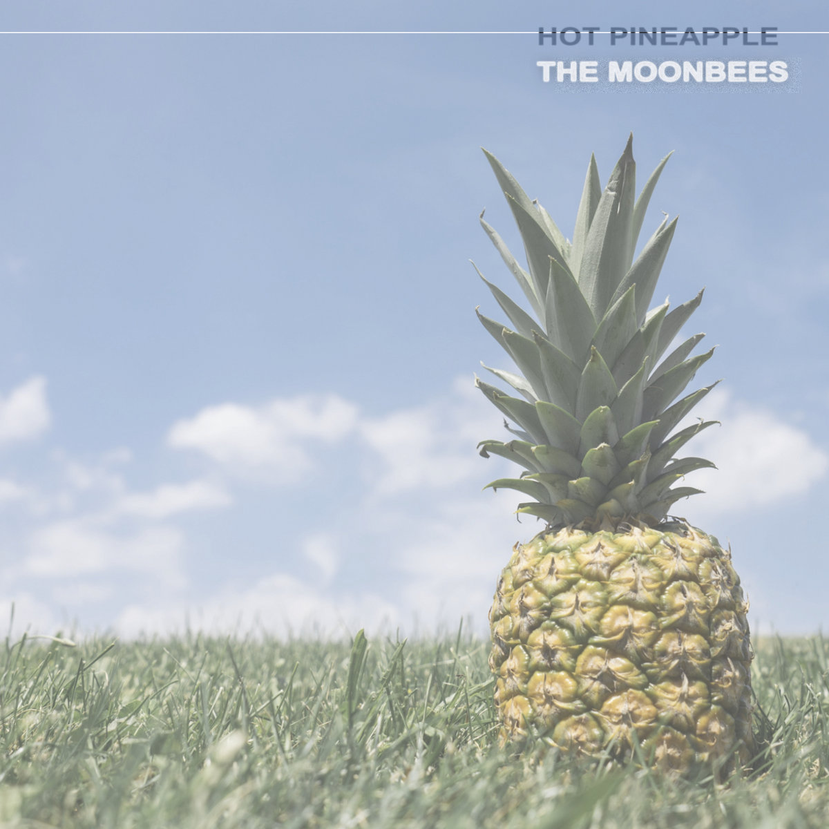Hot Pineapple [Coming Soon!!] | The Moonbees | New Dirt Records