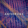 Antherums Cover Art