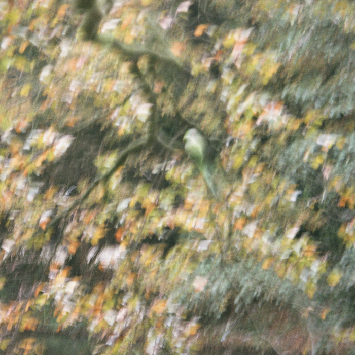 Rose Garden Strategy Kolb