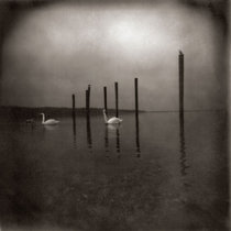 OM — Conference of the Birds