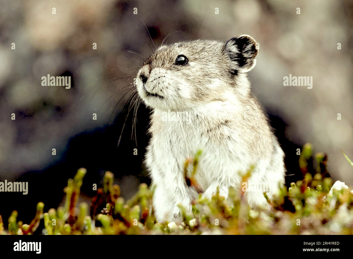 pika sessions | Pika!