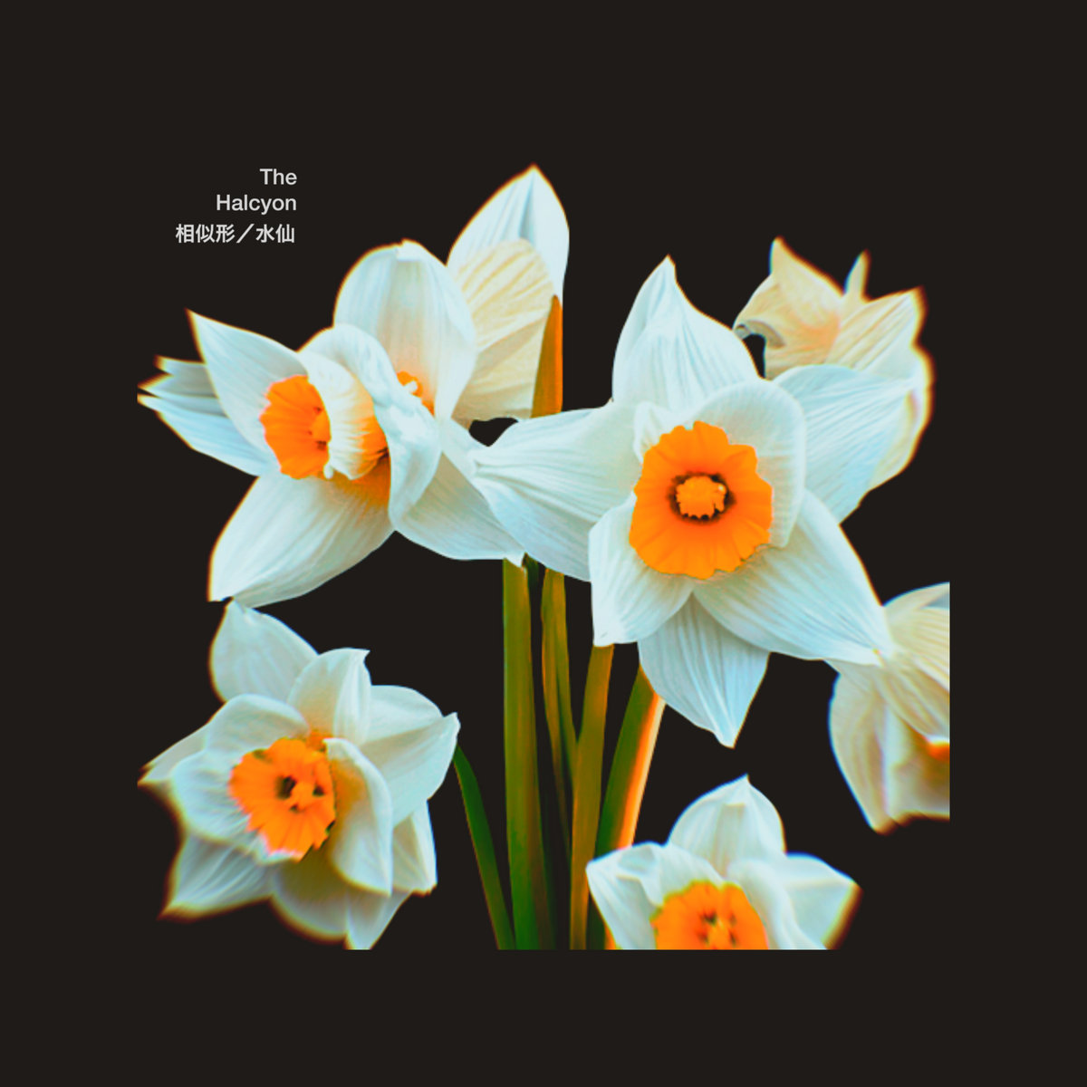 相似形／水仙| The Halcyon