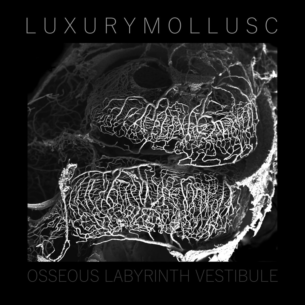 OSSEOUS LABYRINTH VESTIBULE cover