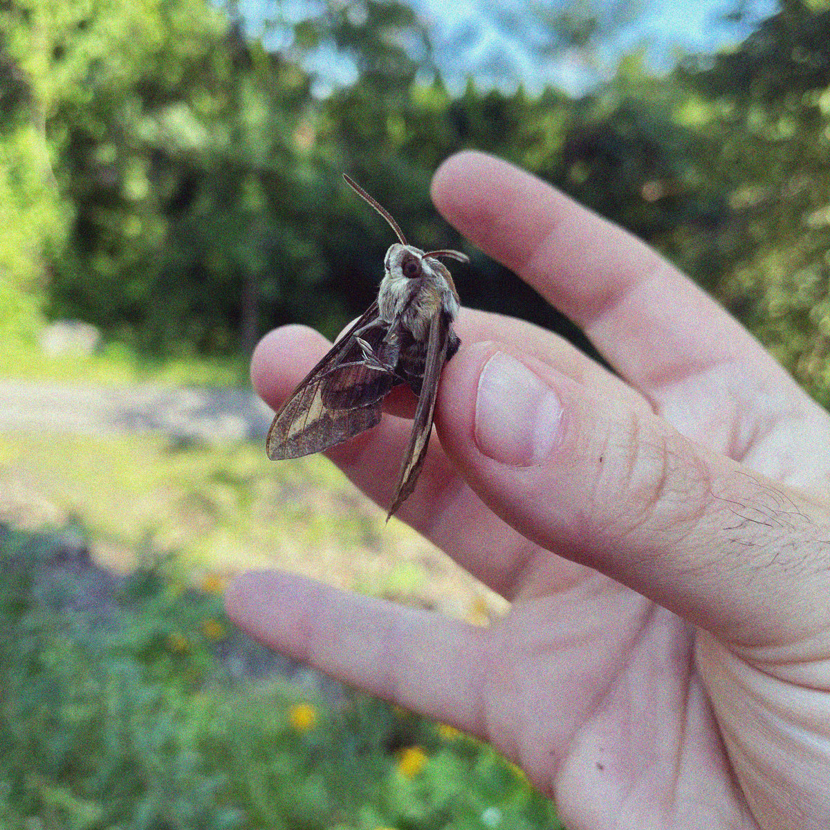 a very freshly dead and beautiful moth is being lifted, pinched between thumb and middle finger against a background of beautiful Catskill splendor