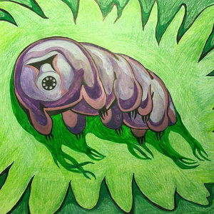 Water Bears cover