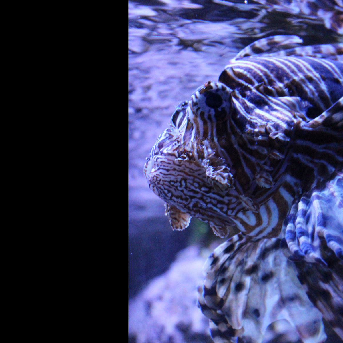 Lionfish Drone