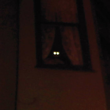 Music Osees Music Osees