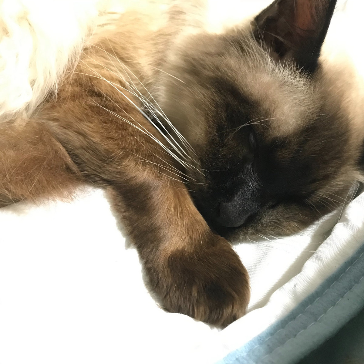 Meeting Across The Rainbow Bridge Fluffytails