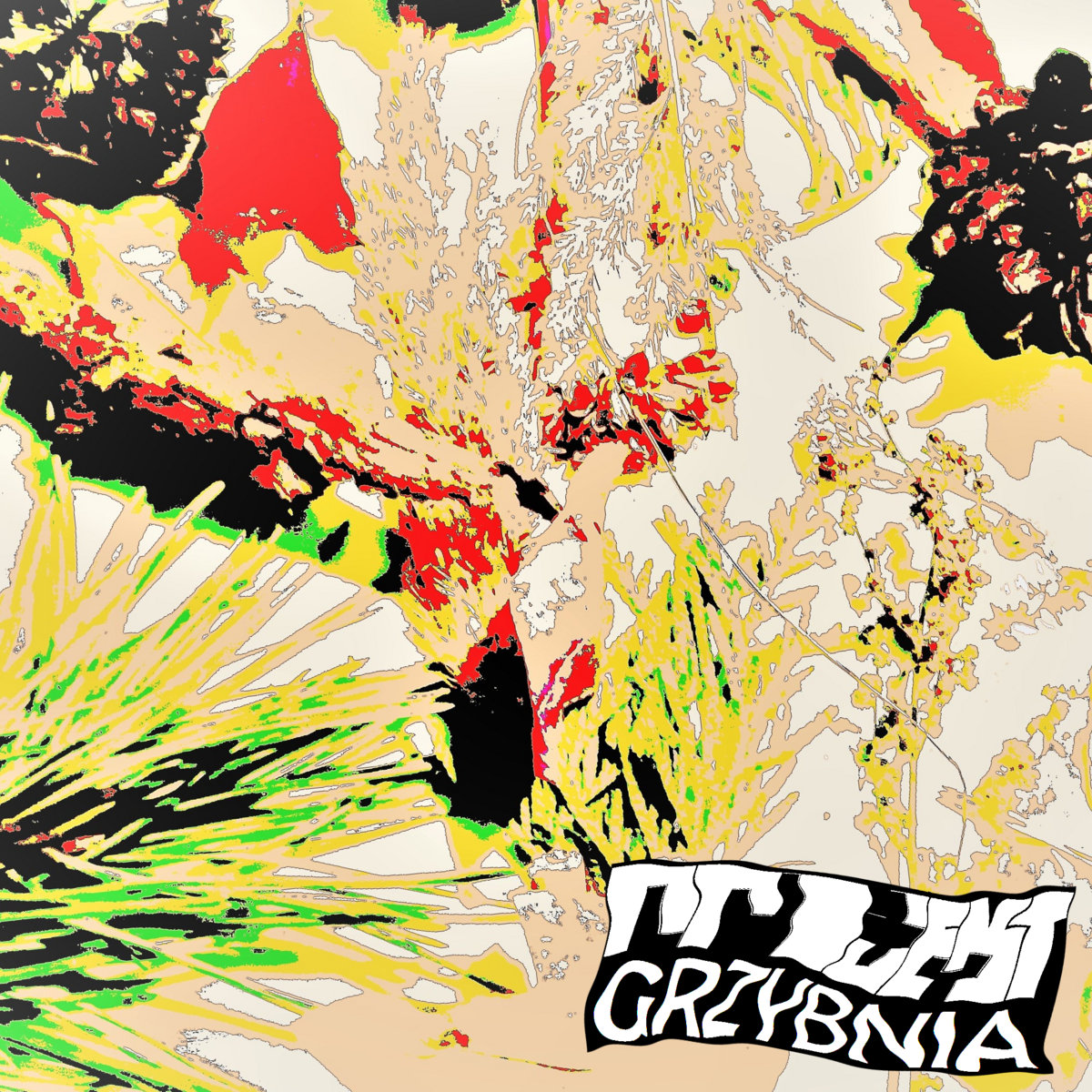 Projekt Luty – Grzybnia Projekt Luty – Grzybnia