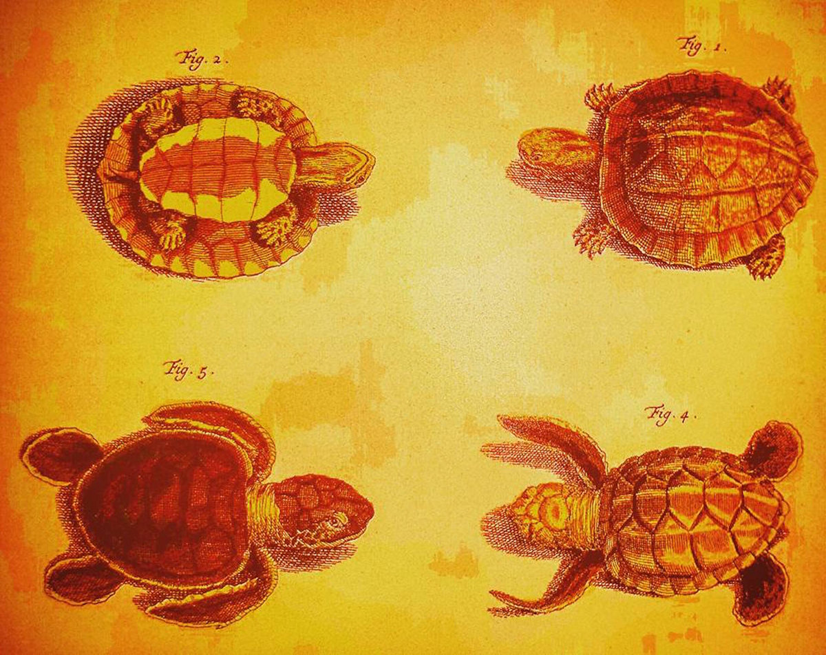 The Turtles Shell Shock Album The Turtles Shell Shock Album