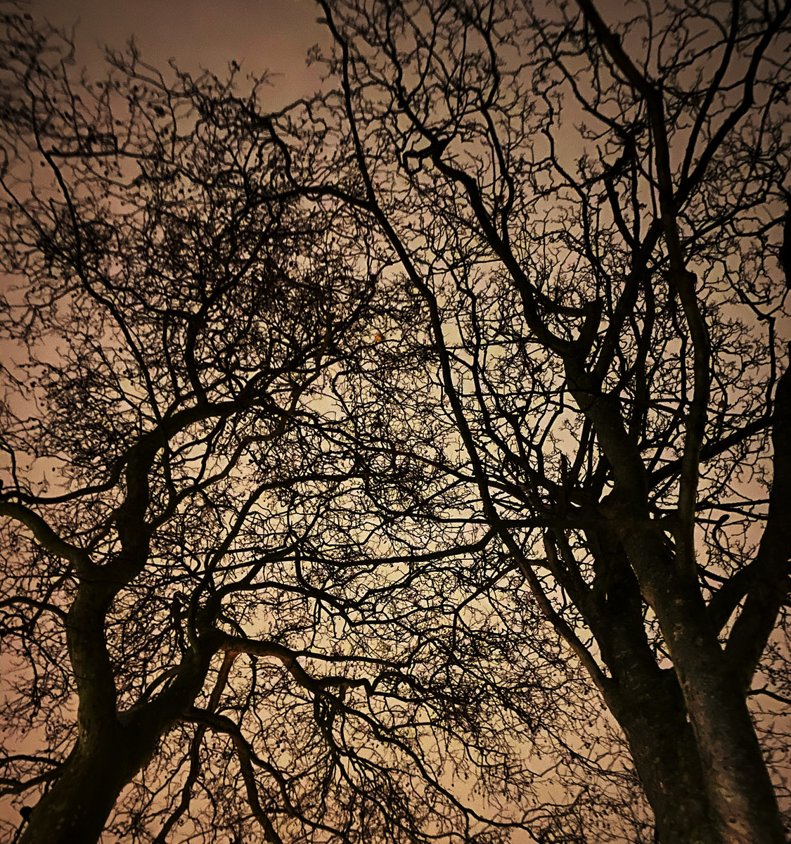 No Light To Reflect cover