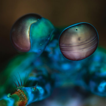 Amasia: Anamibia Sessions 2 main photo