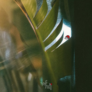 Botnek — LadybugBotnek & GIANT