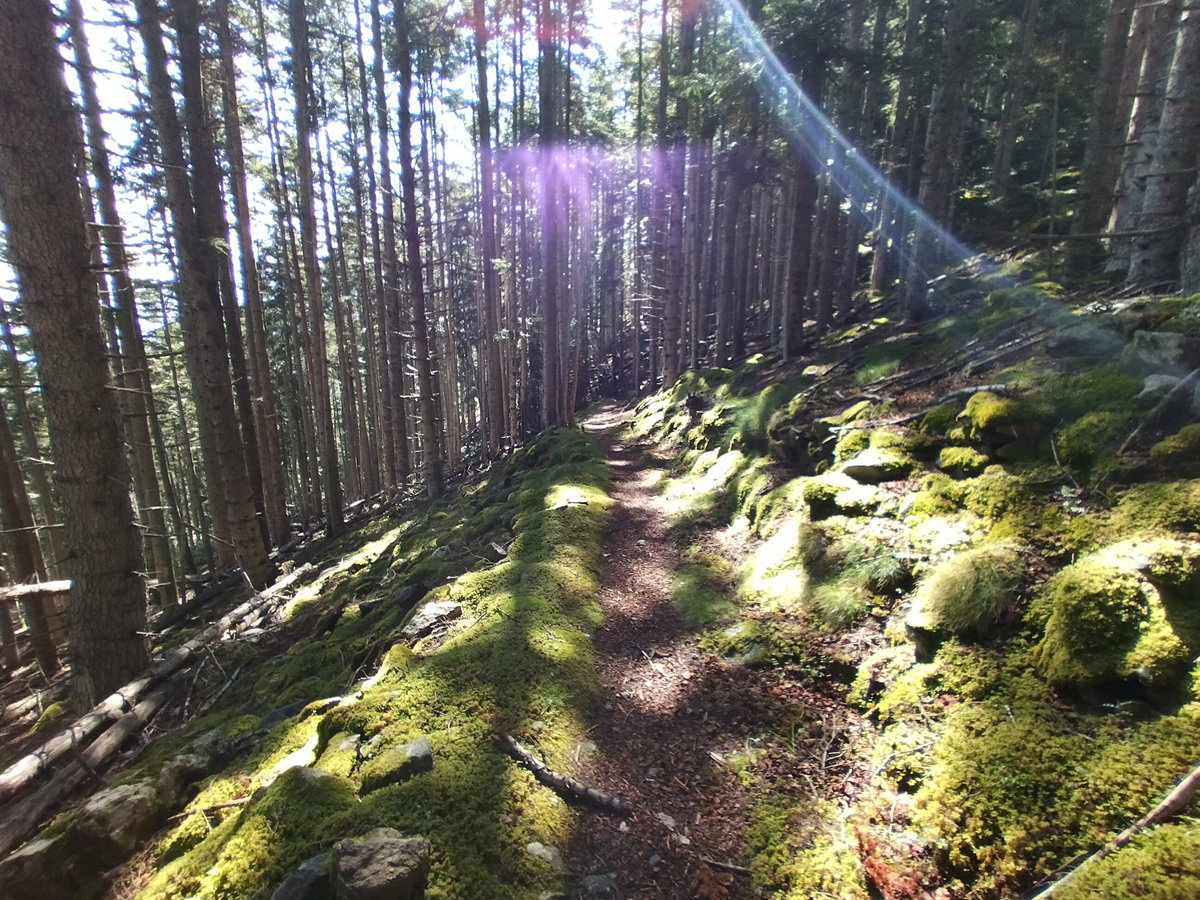 Take a Hike | Lame Rabbit