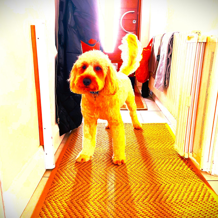 Dishi Rishi And His MASSIVE BANK ACCOUNT | Lost Monsters