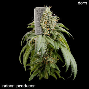Indoor Producer cover