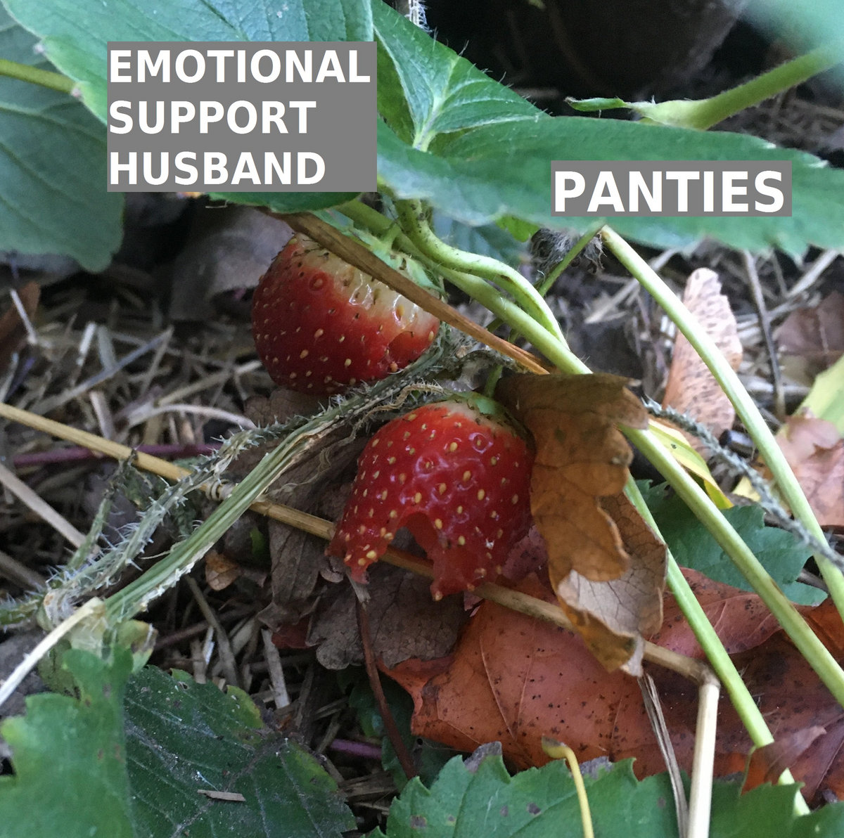 Emotional Support Husband Panties Emotional Support Husband/Panties