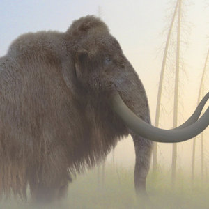 Tusk cover