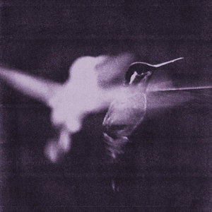Wings of Desire — This Is The Life