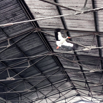 Legendary Gay Cowboys E P Asbestos Digit 41 Legendary Gay Cowboys Asbestos Digit