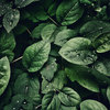 greenacrescbdgummies4.bandcamp.com