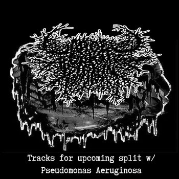 Split w/ Pseudomonas Aeruginosa | xCxFxBx