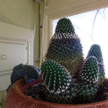 White Label Mixes - 2000s