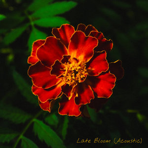 Late Bloom (Acoustic) cover