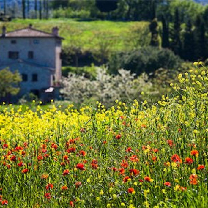 Flowers in the Attic M.Watling Women of the Pore