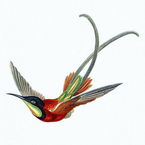 The Parlour Trick — A Hummingbird (for Keno)Meredith Yayanos