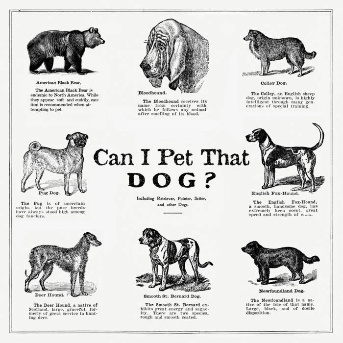 Dog Breeds Bear Tracking Dogs Hunting Dog Different Kind Of Hound