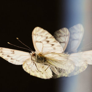 Hesse Kassel — Morir Saltando