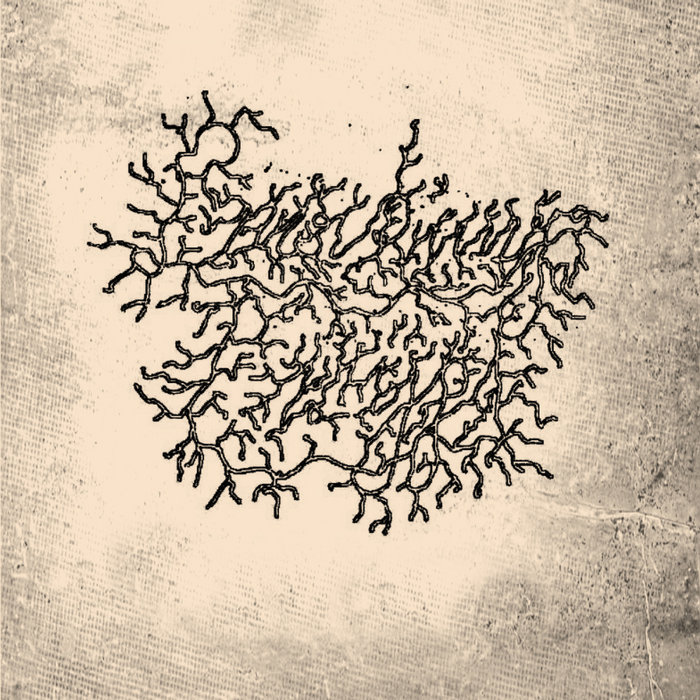 Leaking Crypts Collection | Leaking Crypt | Fogged Entity