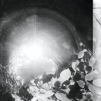 Cover of The Garden of the Screaming Moths