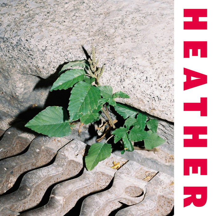 Heather | Heather