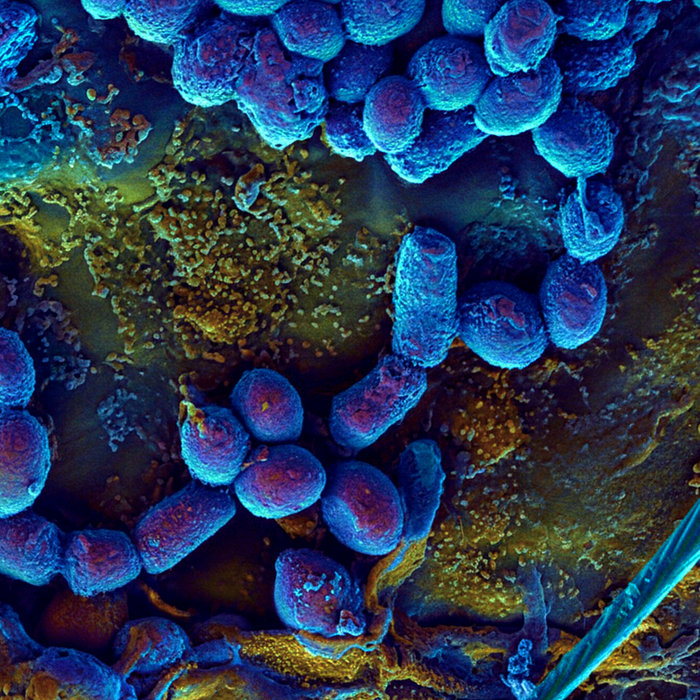 Cellular Scintillations, Vol. 1 | Bacteriophagal Reconstruction | P.F ...