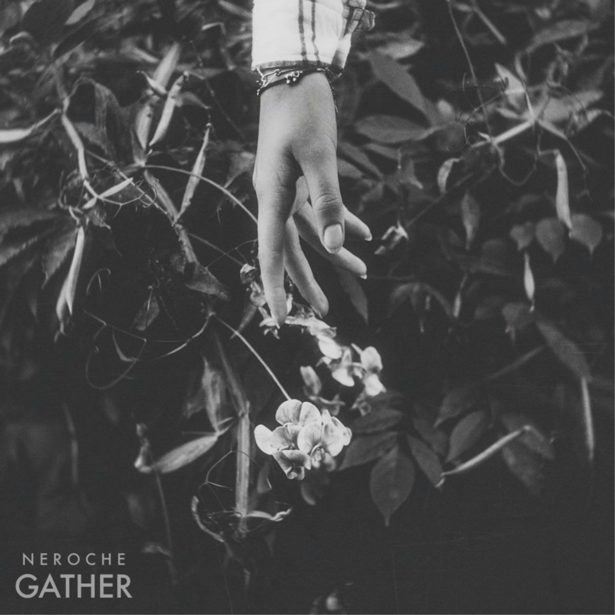 Neroche - Gather (2016) Neroche - Gather (2016)