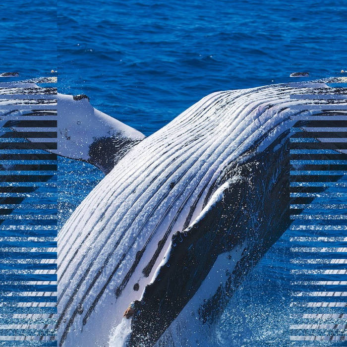その他 Whales &amp; Leeches [CD] Red Fang – Whales And Leeches – CD (Digipak, Album), 2013